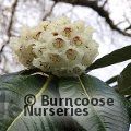 Small image of great Chinese rhododendron